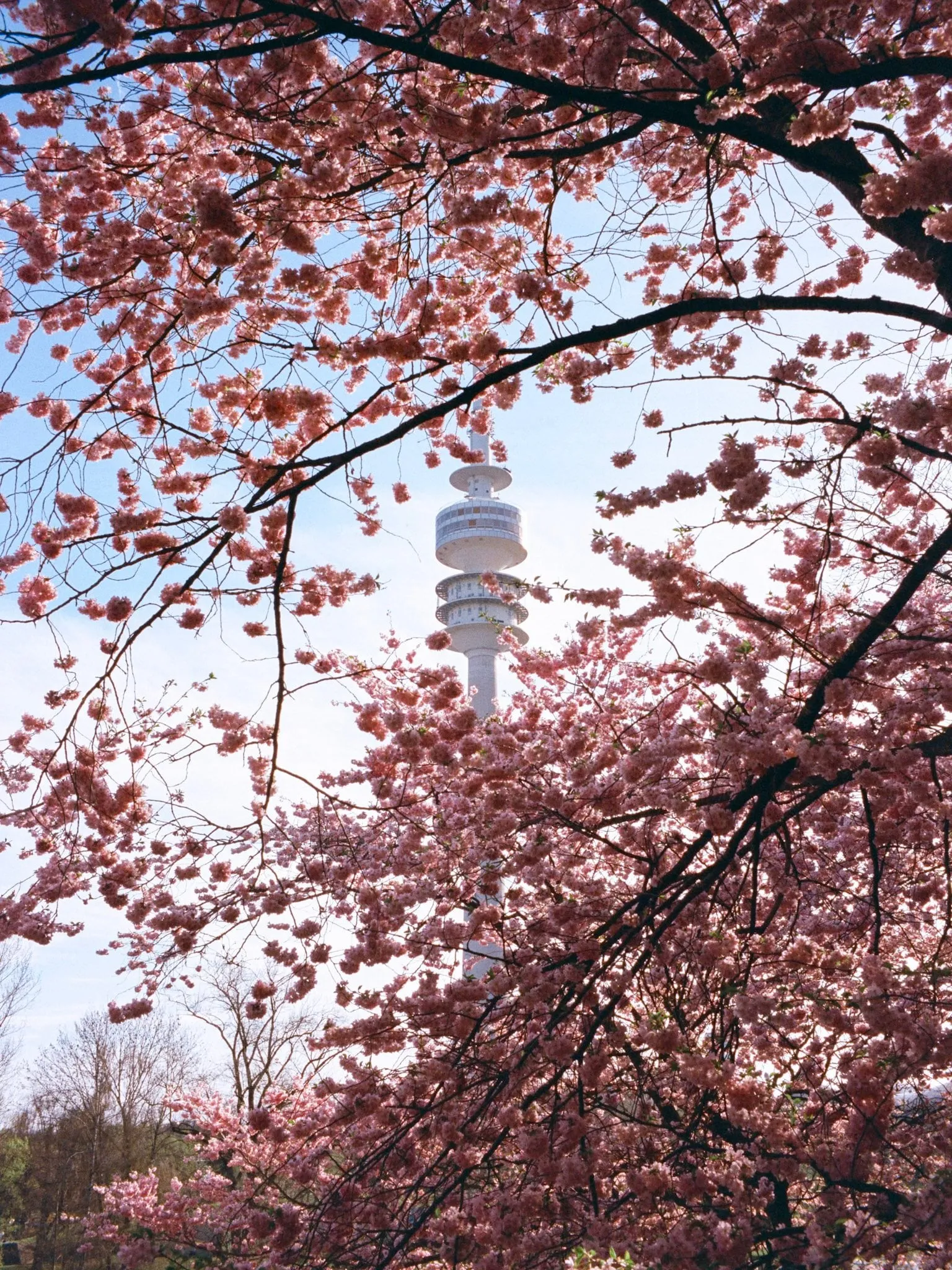 Sample scan, Kodak Vision3 250D